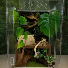 크레스티드 게코 도마뱀 비바리움 202030사육장