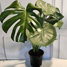 미남형 몬스테라 중품 공기정화식물 인기식물, 1개