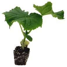 [파머씨드] 오이 모종 청오이모종 4개 취청오이, 8개, 청오이