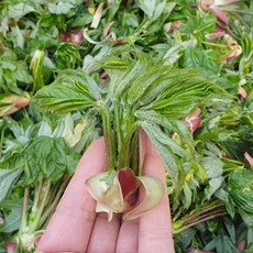 2026년 대관령에서 채취한 자연산 엄나무 첫 순 1kg 4월 14일 발송, 1개