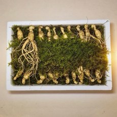 동의보감 5~6년근 못난이 [파지삼] 20뿌리/3만원 일반포장( 재배의 어려움으로 인해 2026/ 2/1일부터 20뿌리/ 3만원은 파지삼으로 변경 기존 품질은 15뿌리/3만원), 10g, 20개