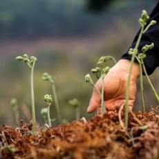 지리산 하동 국산 건고사리 말린고사리 100g, 1개