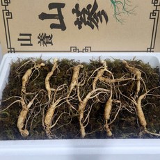 산삼 강원도 인제 산양삼 1200고지 장뇌삼 야생 방치 산양산삼, 1박스, 6년근(특상품)선물용 5뿌리