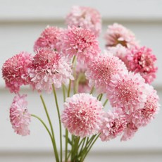 솔체꽃 6색 씨앗 20립 소포장 선택구매, 1개, 살몬로즈 20립