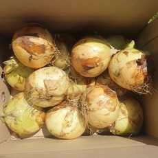 양파 햇양파 무안양파 국산양파 2kg 3kg 4kg, 1개, 양파 1kg 중