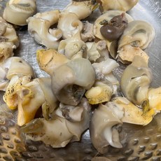 포항 구룡포 연안 자연산 백고동 생물 골뱅이, 1개, 소소 1kg (60-70미)
