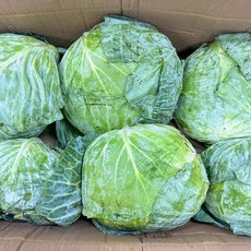 베지토피아 [당일출고] 수입 양배추 6통 15kg [업소용 식자재용], 1박스