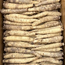 더덕(중사이즈) 세척더덕, 1개, 2kg