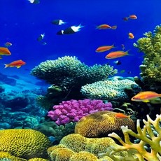 미미네아쿠아 해저 바다여행 B형 어항 백스크린 61x30, 단품