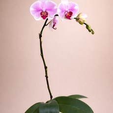 대성식물 호접란 호접난 연핑크 서양난 서양란, 1개