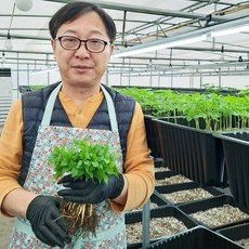 (진새싹삼) 대숲 맑은 청정 담양에서 키운 새싹삼 가정용12cm내외 쌈 샐러드용 100뿌리, 1.5g, 100개