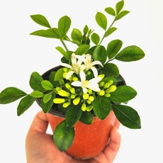 향기나는 오렌지자스민 키우기 음지 거실 그늘 음지 반려 꽃피는 실내공기정화식물, 1개