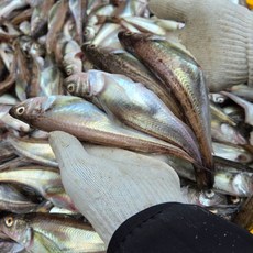 동해 자연산 급냉 겨울제철 알배기 도루묵 묵호항, 1개, 1.5KG