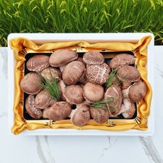 송화고 버섯 프리미엄 선물세트 노루궁뎅이 버섯꽃피다농원 의성 국내산 송이향, 1세트, 송화고 중급형