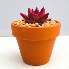 다육식물 선인장 산아래 다육이 루밍 식물 꽃 생명력 카페꾸미기 장식 공기정화 희귀식물, 1개