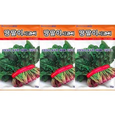 땅딸이 시금치씨앗 토종 재래종 월동시금치종자 3봉1세트, 3개