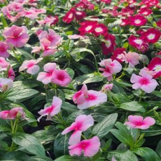 안녕두구동 일일초 모종 4개 꽃많아요