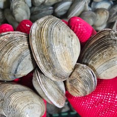 거제도 산지직송 자연산 활 개조개 대합 개조개살 깐 조개 중 1kg, 1개, 개조개 중 1kg 8-13미