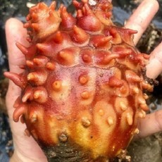 통영제철수산물 당일조업발송, 1개, 피멍게1kg중