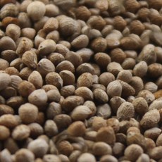 2025년산 국산 토종 햇 들깨 쌀아지매, 1개, 1kg