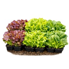 상추 모종 모음 쌈채소 유럽상추 샐러드, 7.양상추, 15개