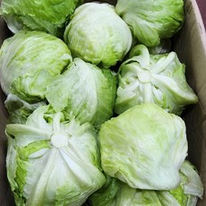 국산 깐 양상추 8kg 이상, 1박스