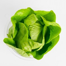 당일수확 버터헤드 상추 산지직송 무농약 프리미엄 샐러드용 / 리피, 1개, 500g