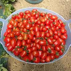 황금열매 맛있는 대추방울토마토, 1개, 대추방울토마토5kg(4~5번과)