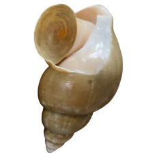 [미친쫄깃함] 감칠맛 폭발! 백고동 백골뱅이, 1개, 생물 소소 1kg(60-70미 내외)