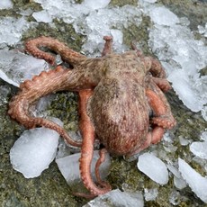 정만농수산 완벽손질 세척문어 참문어 피문어 1마리 800g, 2개, 손질 전 800g 손질 후 500g