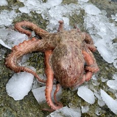 정만농수산 완벽손질 세척문어 참문어 피문어 1마리 800g, 1개, 손질 전 800g 손질 후 500g