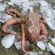 정만농수산 완벽손질 세척문어 참문어 피문어 1마리 800g, 3개, 손질 전 800g 손질 후 500g