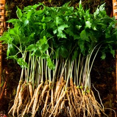 장성문영철농부 새싹삼 새싹인삼 면역력 가정의달 어버이날 선물, 1.2g, 40개