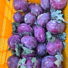 [제주직송] 당일수확 제주 콜라비 고당도 콜라비, 1개, 2kg