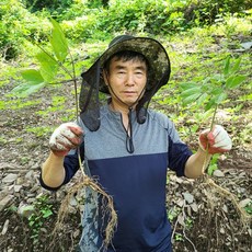 천봉산삼 6년근 파삼 30뿌리 산삼 장뇌삼 산양삼 산양산삼 야생산삼 자연산 설 추석 선물세트, 1개