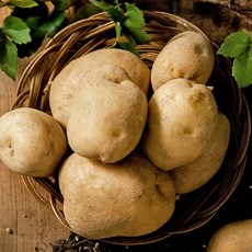 지금수확중 26년 수미 햇 감자 2kg 3kg 5kg 10kg 간식 수미감자, 햇감자 2kg (대), 1개