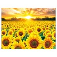 엠제이에스 명화그리기 50x40cm (캔버스형) DIY 유화 세트, KK11 - 황금가득 해바라기 마을