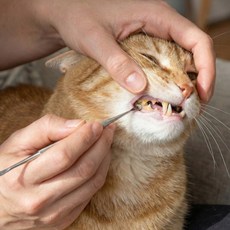 라워스 쉬운사용 반려동물 치석 제거기, 1세트, 실버