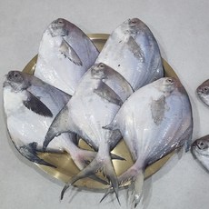 삼시세끼연구소 감칠맛 터지는 4주한정 횟감용 생물병어, 1세트, 1kg