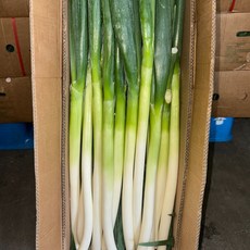 수입대파 중국산 손질대파 식당용 식자재 대용량 10kg 1개 [원산지/상세설명에 표시], 1박스