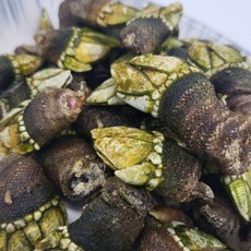 [친정아빠] 거북손 산지직송 자연산 생물 배말, 1개, 거북손 500g