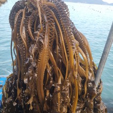완도 제철 물미역 생미역 1kg 당일채취 당일선별 지아수산, 1개