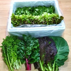 [무농약]쌈채소 당일수확 모듬쌈 친환경 샐러드 1kg, 무농약 모듬 쌈채소 500g(5~6종), 500g, 1박스