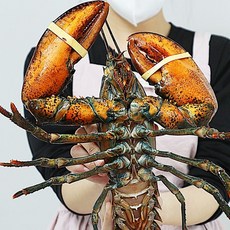 바다자리 살아서 도착하는 활랍스타 1마리 (0.5kg~1kg), 소(500g), 1개