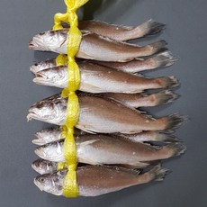 민어굴비 손질생선, 1.5kg (10마리 / 24cm전후), 1개