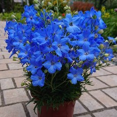 델피늄 치어블루 노지월동다년초 2개묶음 봄개화 규격10cm화분묘 꽃심야생화, 1개