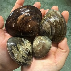 서해안 고창 백합조개 생합조개, 1박스, 백합  3kg (18~22미)