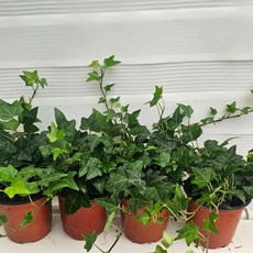 식물공장 아이비 소품 4개발송 묶음바송 공기정화 10-25cm 119, 1개
