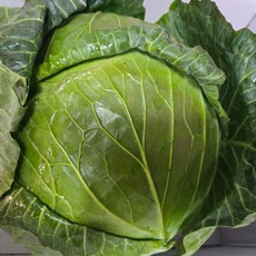 해돋이농산 국내산 양배추 1통(3kg내외) 2통(6kg내외) 3통(9kg내외), 1개, 9kg