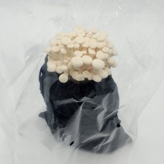 버섯키우기 키트 굴맛버섯(흰느타리) 키우기, 1개, 갯수선택